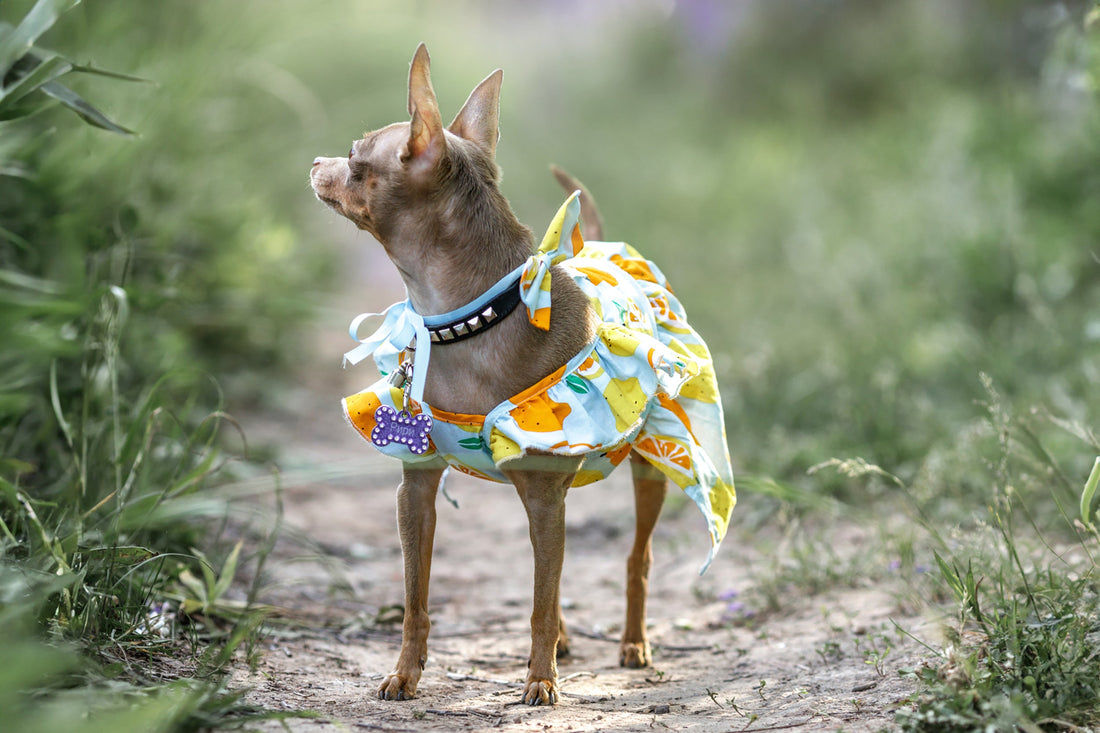 Top Pet Accessories for Stylish Dogs and Cats in Australia
