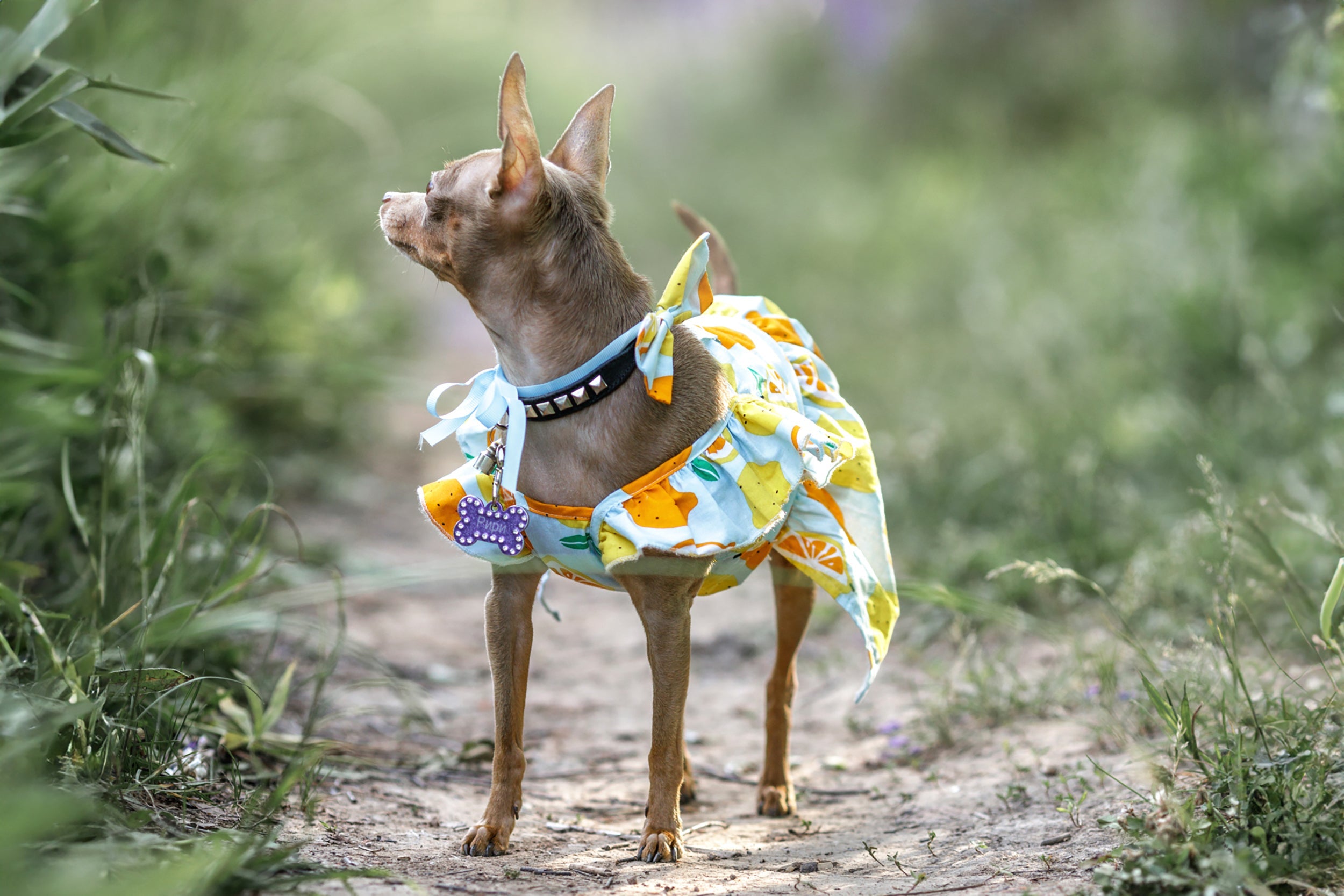 Top Pet Accessories for Stylish Dogs and Cats in Australia